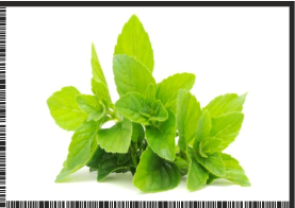 Herbs Flavors