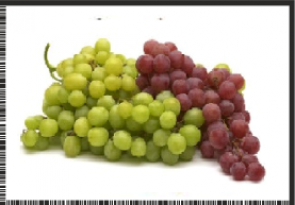STAFILI.png